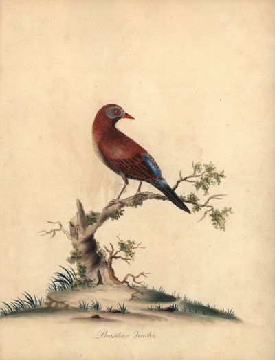 Granát obecný, Uraeginthus granatinus, původem z Afriky. (Pěnkava brazilská, Fringilla granatina) Ručně kolorovaná mědirytina ilustrace od Williama Hayese z Portrétů vzácných a zvědavých ptáků ze zvěřince Osterly Park, Londýn: Bu od William Hayes