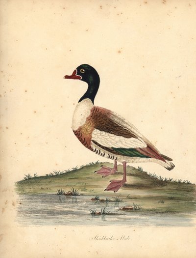 Shelduck obecný, Tadorna tadorna. (Shieldrake, Anas tadorna.) Ručně kolorovaná mědirytina ilustrace od Williama Hayese z Portréty vzácných a zvědavých ptáků ze zvěřince v Osterly Parku (Londýn: Bulmer od William Hayes