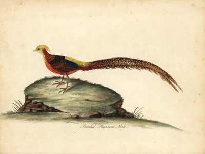 Zlatý nebo čínský bažant, Chrysolophus pictus, samec. (Bažant malovaný, Phasianus pictus) Ručně kolorovaná mědirytina ilustrace Williama Hayese z Portréty vzácných a zvědavých ptáků ze zvěřince Osterly Park, Londýn: Bulmer od William Hayes