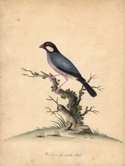 Vrabec jávský, Lonchura oryzivora. Zranitelný. (Java grosbeak, Loxea oryxivora) Ručně kolorovaná mědirytina ilustrace od Williama Hayese z Portréty vzácných a zvědavých ptáků ze zvěřince Osterly Park, Londýn: Bulmer od William Hayes