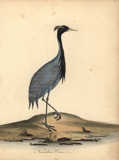 Jeřáb mademoiselle, Anthropoides virgo (jeřáb numidský, Ardea virgo). Ručně kolorovaná mědirytina ilustrace Ann a Emily Hayesových z Portrétů vzácných a zvědavých ptáků Williama Hayese ze zvěřince v parku Osterly. od William Hayes