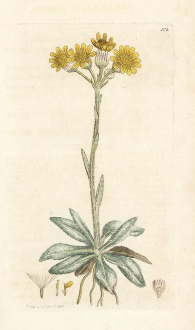 Plyňka horská, Tephroseris integrifolia (Cineraria integrifolia). Ručně kolorovaná mědirytina od Jamese Sowerbyho z James Smith