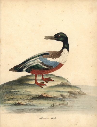 Lopatka severní, Anas clypeata, samec. Ručně kolorovaná mědirytina ilustrace Williama Hayese z Portréty vzácných a zvědavých ptáků ze zvěřince Osterly Park (Londýn: Bulmer od William Hayes