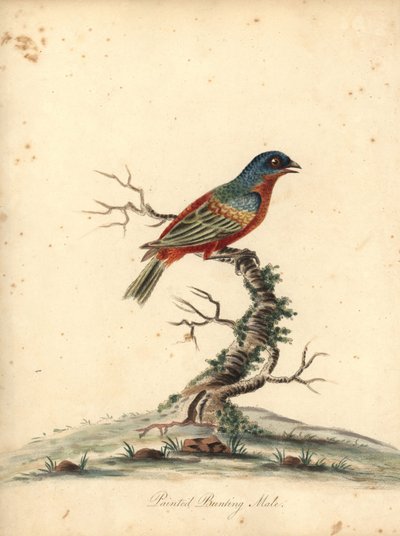 Strnad malovaný, Passerina ciris, samec. Blízko ohrožení. Ručně kolorovaná mědirytina ilustrace Williama Hayese z Portréty vzácných a zvědavých ptáků ze zvěřince Osterly Park (Londýn: Bulmer od William Hayes