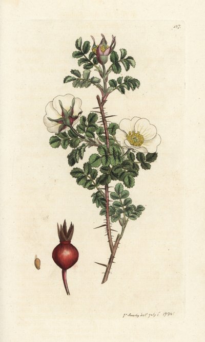 Pálenka růžová, Rosa spinosissima. Ručně kolorovaná mědirytina od Jamese Sowerbyho z James Smith