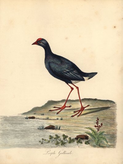 Fialový swapphen, Porphyrio porphyrio. (Purple gallinule, Fulica porphyrio) Ručně kolorovaná mědirytina ilustrace Williama Hayese z Portrétů vzácných a zvědavých ptáků ze zvěřince Osterly Park (Londýn: Bulmer od William Hayes