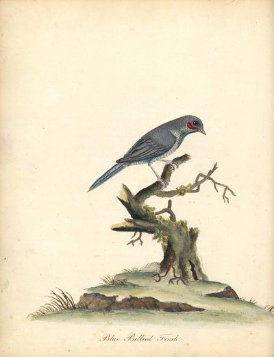 Kordonbleu červenolící, Uraeginthus bengalus. (Pěnkava modrobřichá, Fringilla benghalus.) Ručně kolorovaná mědirytina ilustrace od Williama Hayese z Portrétů vzácných a zvědavých ptáků ze zvěřince v Osterly Parku (Londýn: Bulmer od William Hayes