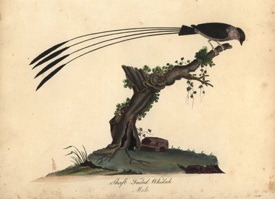 Shaft-tailed Whydah, Vidua regia. (Shaft-tailed whidah, Emberiza regia) Ručně kolorovaná mědirytina ilustrace Williama Hayese a jeho dcery M (Matildy) z Portrétů vzácných a zvědavých ptáků ze zvěřince Osterly Park, Londýn: od William Hayes