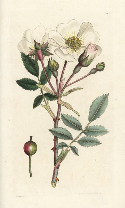 Bílá psí růže, Rosa arvensis. Ručně kolorovaná mědirytina od Jamese Sowerbyho z James Smith