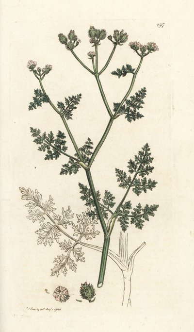 Bílý krajkový květ, Orlaya grandiflora (malý caucalis nebo basard petržel, Caucalis daucoides). Ručně kolorovaná mědirytina od Jamese Sowerbyho z James Smith