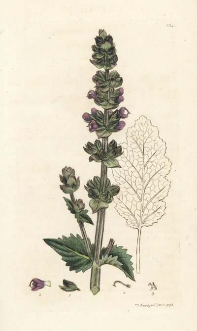 Divoká anglická clay, Salvia verbenaca. Ručně kolorovaná mědirytina od Jamese Sowerbyho z James Smith