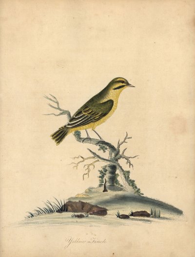 Žlutá pěnkava, Fringilla butyracea. Vyhynulý? Ručně kolorovaná mědirytina ilustrace Williama Hayese z Portréty vzácných a zvědavých ptáků ze zvěřince Osterly Park (Londýn: Bulmer od William Hayes
