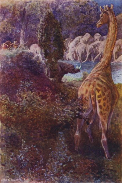 Ilustrace k filmu Lovci goril od RM Ballantyne (barva lito) od William Henry Charles Groome