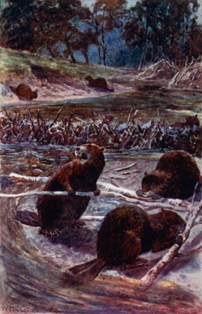 „Postaví přehradu přes potok“ (barva litho) od William Henry Charles Groome