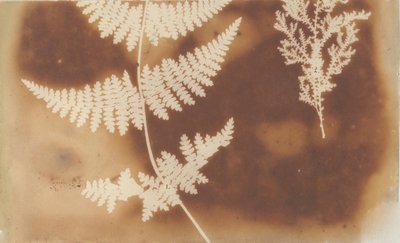 1. Obrna. 2. Řasa, 1839. od William Henry Fox Talbot