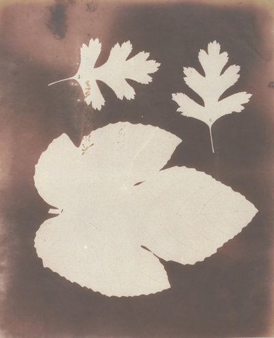 1. Fík List. 2. Bílý trnový list, 1839. od William Henry Fox Talbot