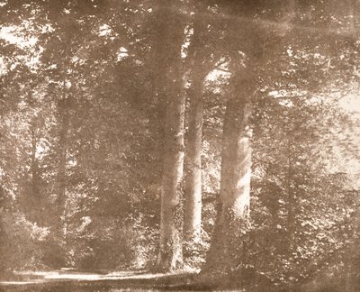 Beech Trees, Lacock Abbey, cca 1844 (sépiová fotografie) od William Henry Fox Talbot