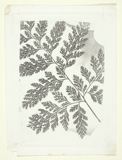 Větev kapradiny od William Henry Fox Talbot