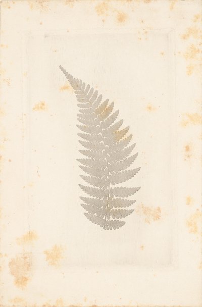 [Far] od William Henry Fox Talbot