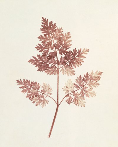 Listy listí, 1843 od William Henry Fox Talbot
