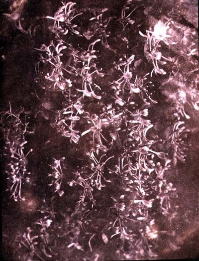 Zimolez, červen 1840 (sépiová fotografie) od William Henry Fox Talbot