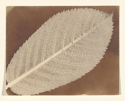  od William Henry Fox Talbot