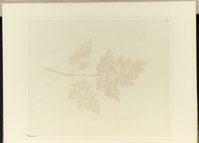 List rostliny od William Henry Fox Talbot
