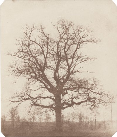 Dub od William Henry Fox Talbot