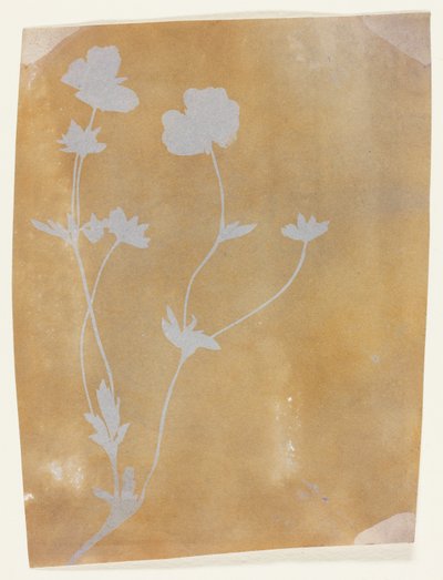 Stonek listů a květů od William Henry Fox Talbot