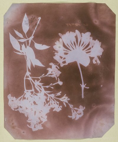 Dva rostlinné exempláře od William Henry Fox Talbot
