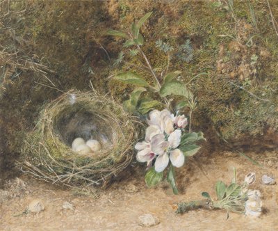 Ptačí hnízdo se spreji z jabloňových květů, cca 1845-50 (tělová barva a wc s křídou a lepidlem na papíře) od William Henry Hunt