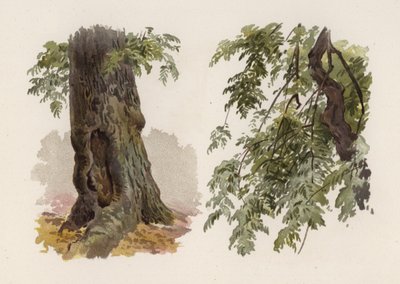 Stromy: Jasan (barva lito) od William Henry James (after) Boot