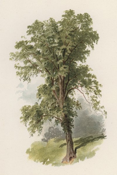 Stromy: Jilm (barva lito) od William Henry James (after) Boot