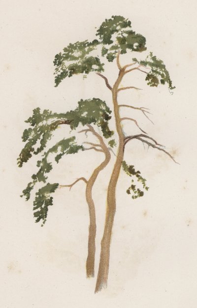 Stromy: jedle skotská (barva lito) od William Henry James (after) Boot