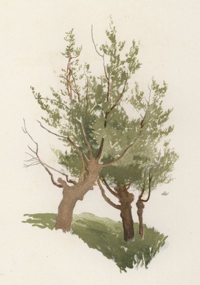 Stromy: Vrba (barva lito) od William Henry James (after) Boot