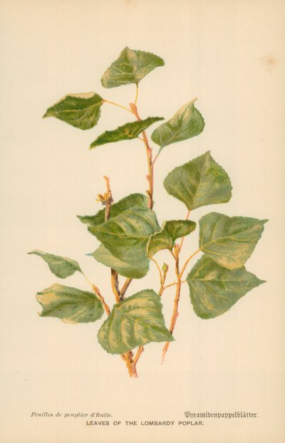 Listy topolu lombardského od William Henry James Boot