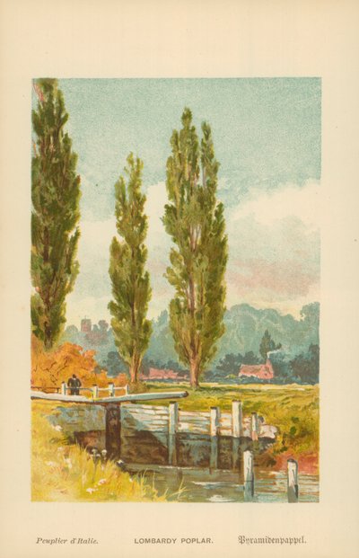 Lombardský topol od William Henry James Boot