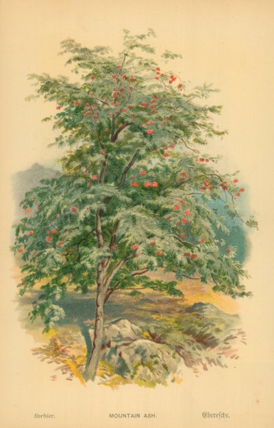 Mountain Ash od William Henry James Boot