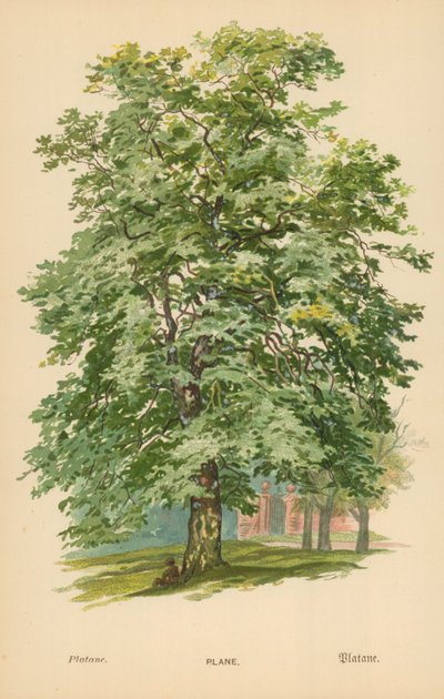 Letadlo od William Henry James Boot