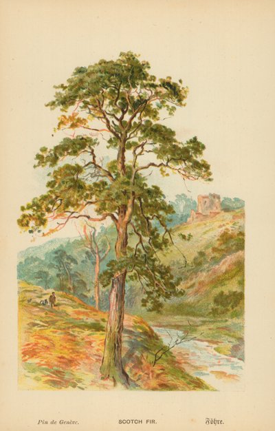 jedle skotská od William Henry James Boot