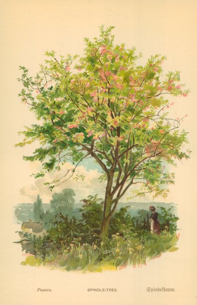 Vřetenový strom od William Henry James Boot