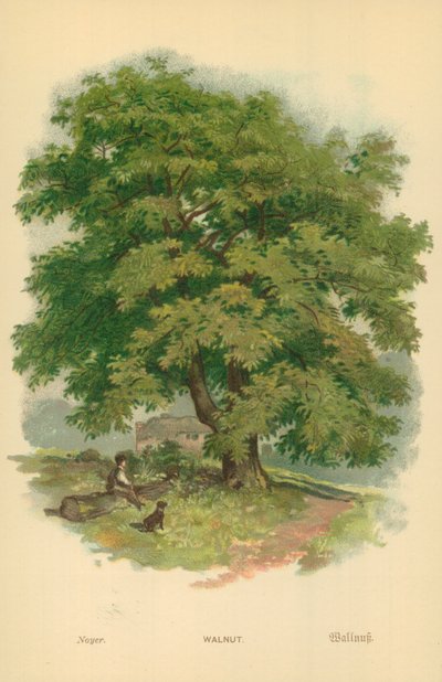 Vlašský ořech od William Henry James Boot