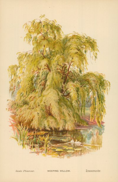 Smuteční vrba od William Henry James Boot