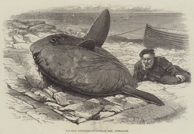 Sun-Fish zachycené v Catalan Bay, Gibraltar od William Henry Pike