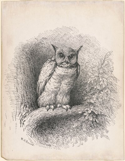 Sova od William Holbrook Beard