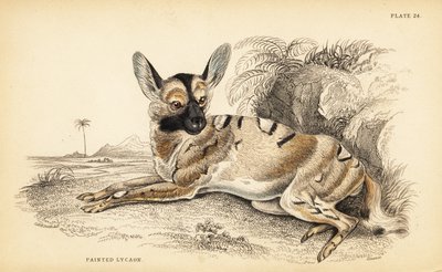 Africký divoký pes, Lycaon pictus, ohrožený od William Home Lizars