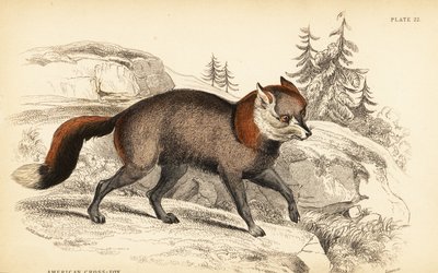 Americká kříženka, liška od William Home Lizars