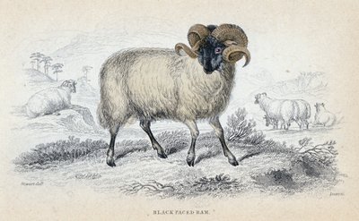 Black Faced Ram, polovina 19. století od William Home Lizars