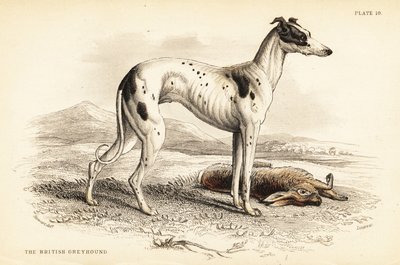 Britský chrt, Canis lupus familiaris od William Home Lizars