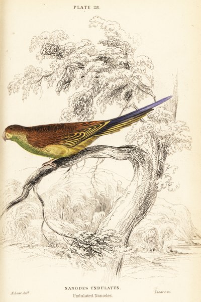 Andulka, Melopsittacus undulatus od William Home Lizars